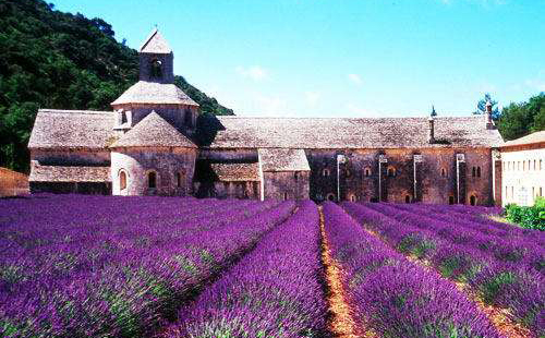 法国薰衣草庄园
